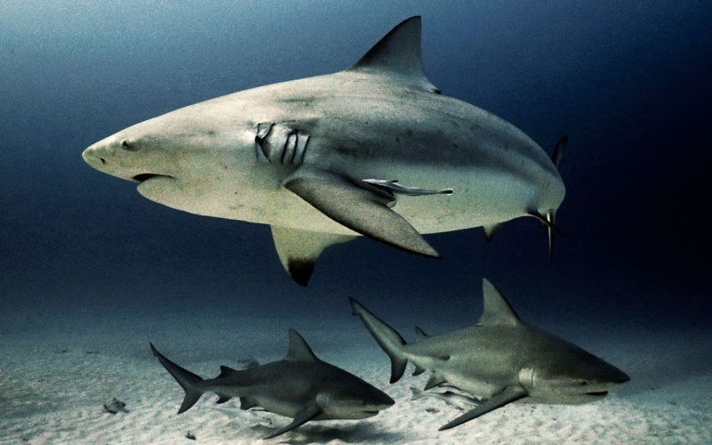Cómo es la reproducción del tiburón blanco
