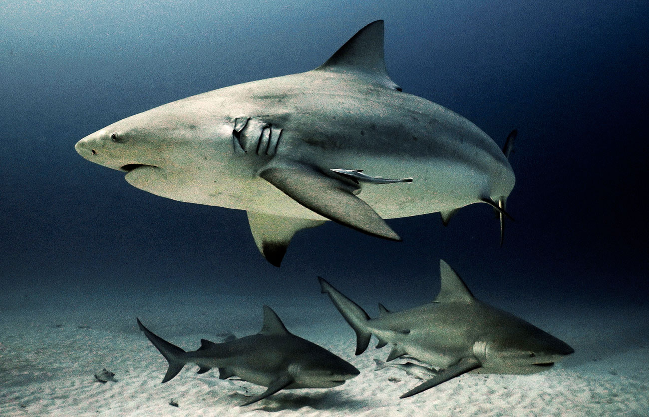 Cómo es la reproducción del tiburón blanco