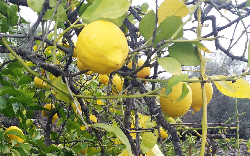 De qué está compuesto el limón