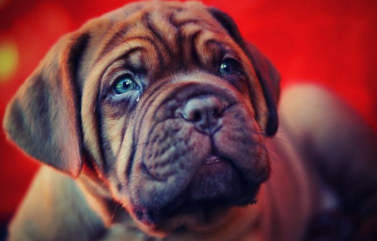 Diferencias entre Bullmastiff y Mastín Inglés