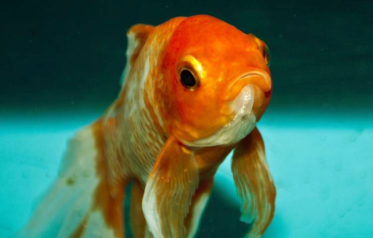 Diferencias entre Koi y Goldfish