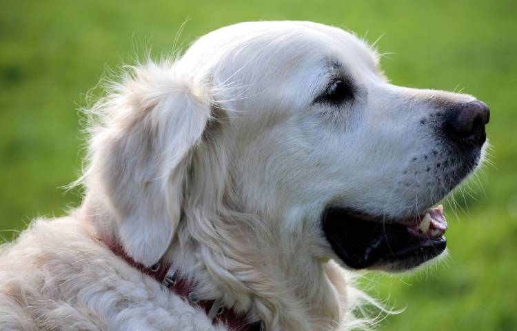 Diferencias entre labradores ingleses y americanos