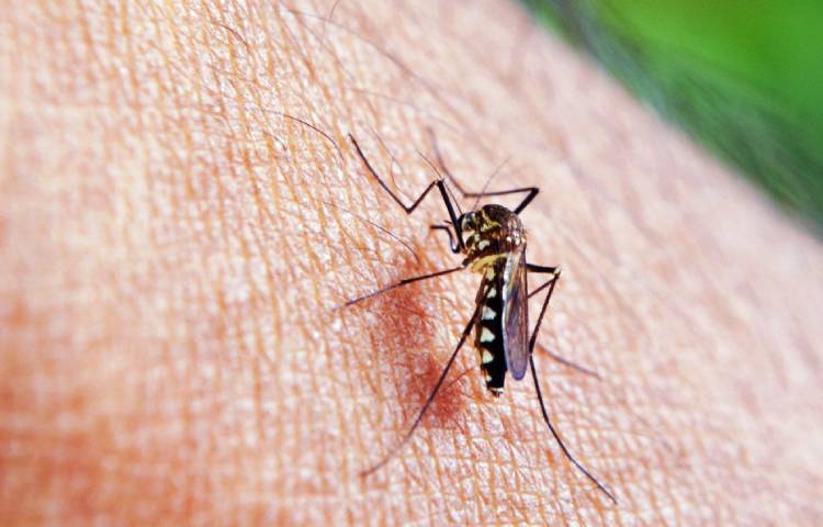 Diferencias entre picaduras de chinches y picaduras de mosquitos