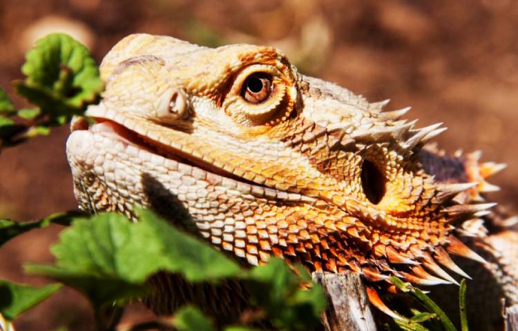 Diferencias entre un dragón barbudo macho y una hembra