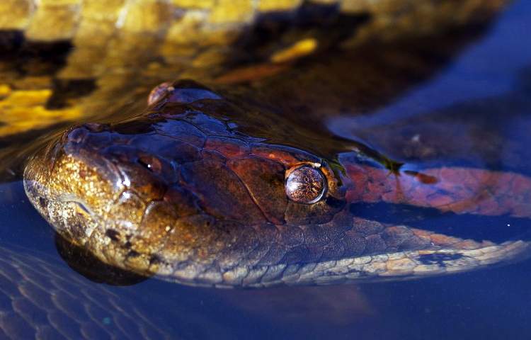 Diferencias entre una anaconda y una pitón