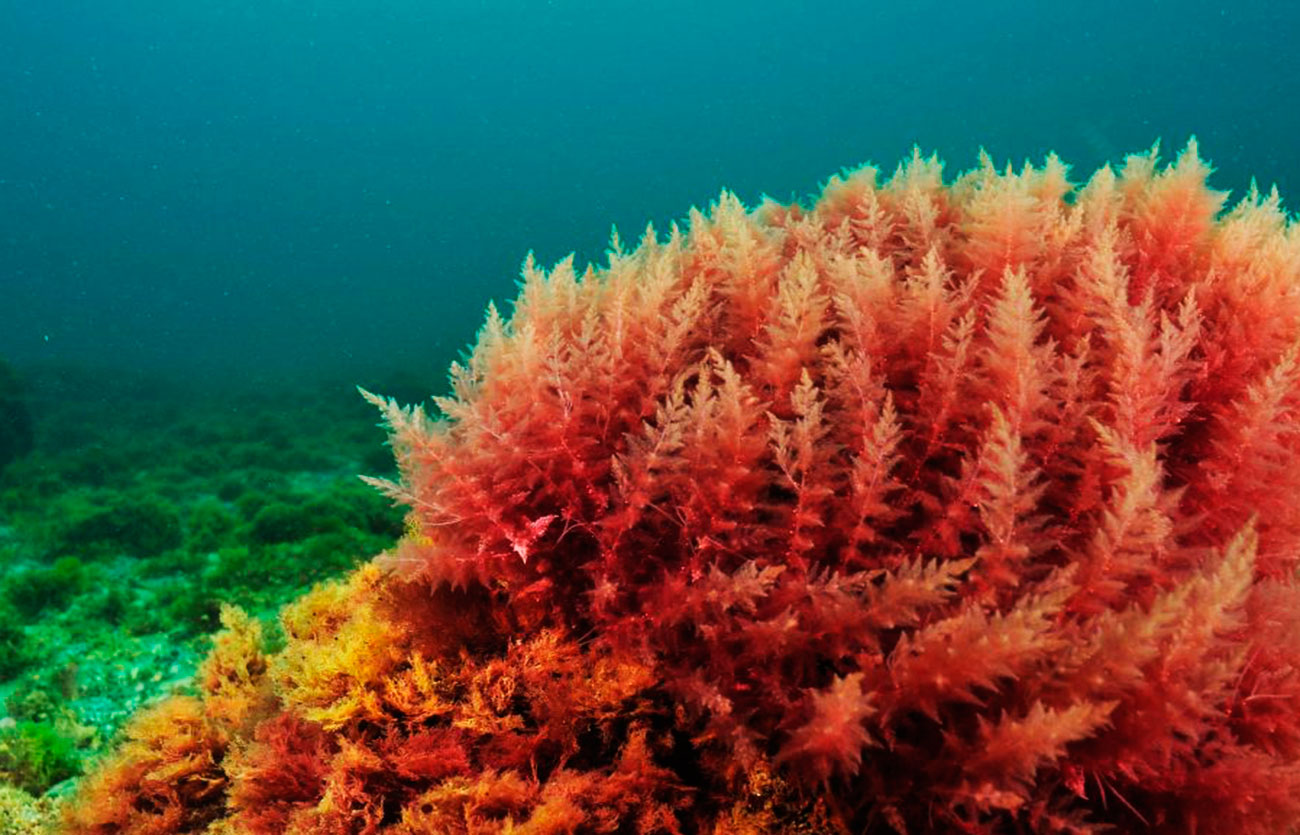 La importancia de las algas marinas