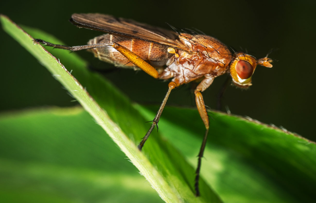 Por qué son importantes los insectos