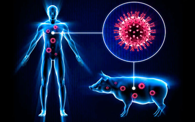 Qué es la gripe porcina