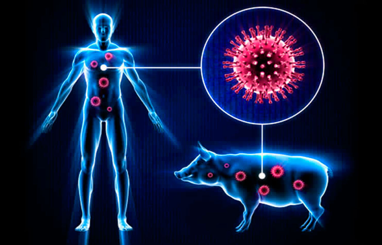 Qué es la gripe porcina