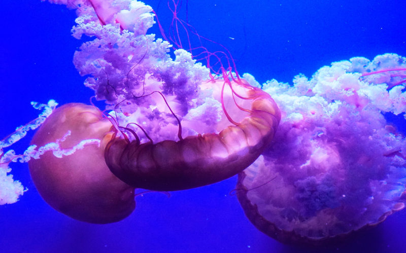 Qué provocan las picaduras de las medusas