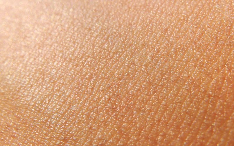 Qué tejidos componen la piel