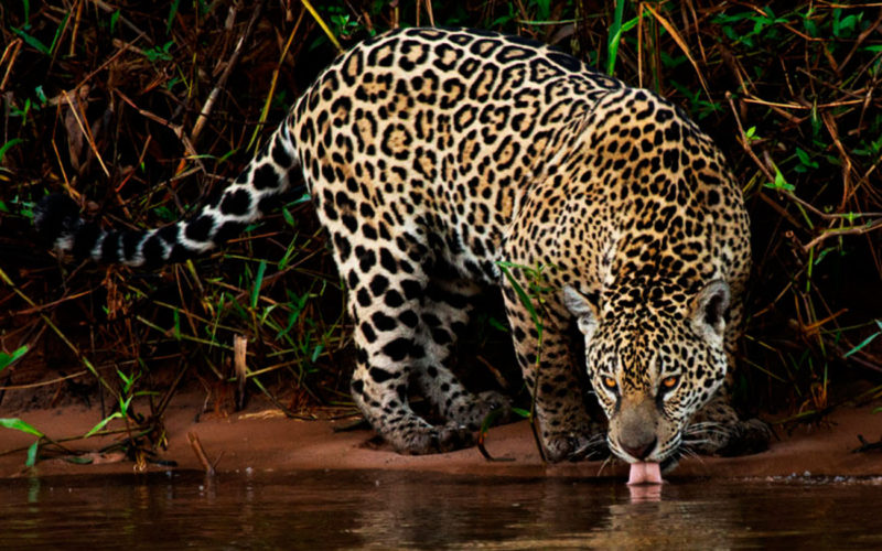 Características de los mamíferos