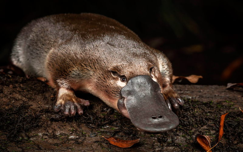 Cómo se reproducen los ornitorrincos y qué comen