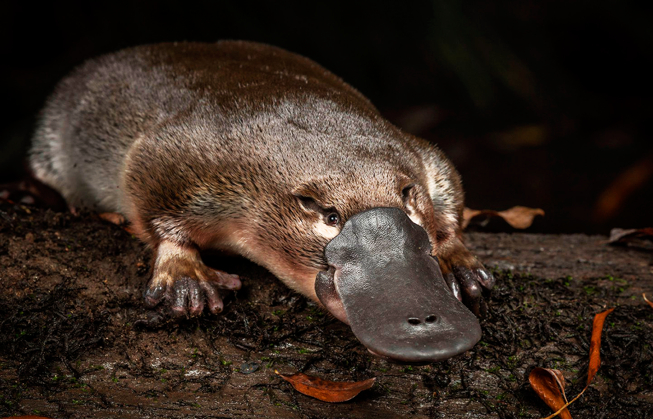 Cómo se reproducen los ornitorrincos y qué comen