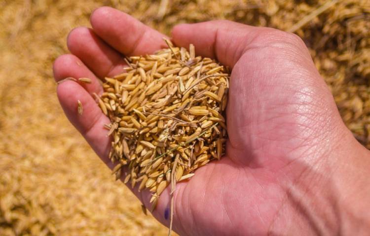 Diferencias entre avena y cebada