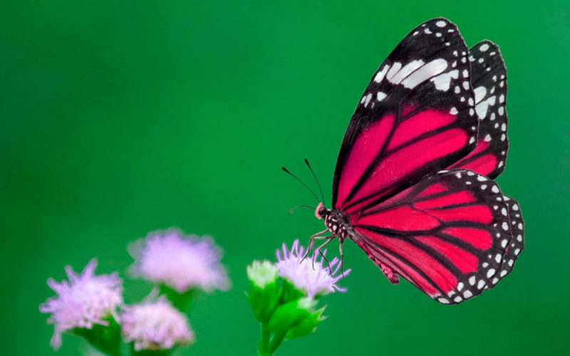 Diferencias entre las mariposas y las polillas