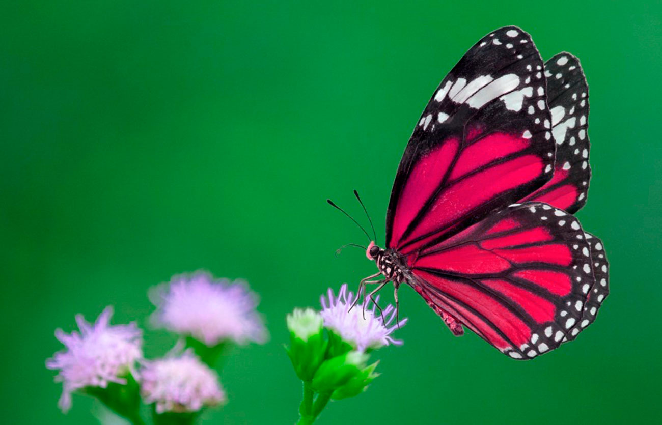 Diferencias entre las mariposas y las polillas