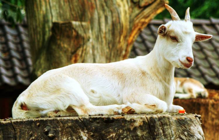 Diferencias entre ovejas y cabras