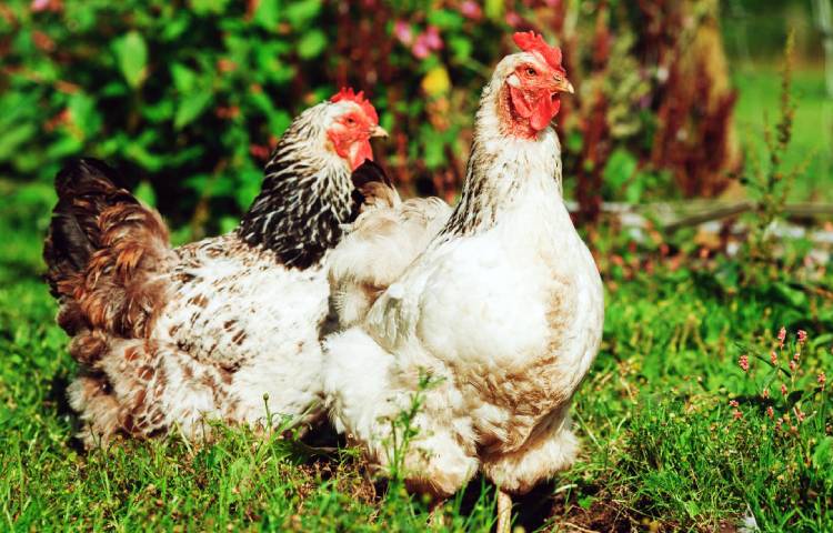 Diferencias entre pavo y pollo