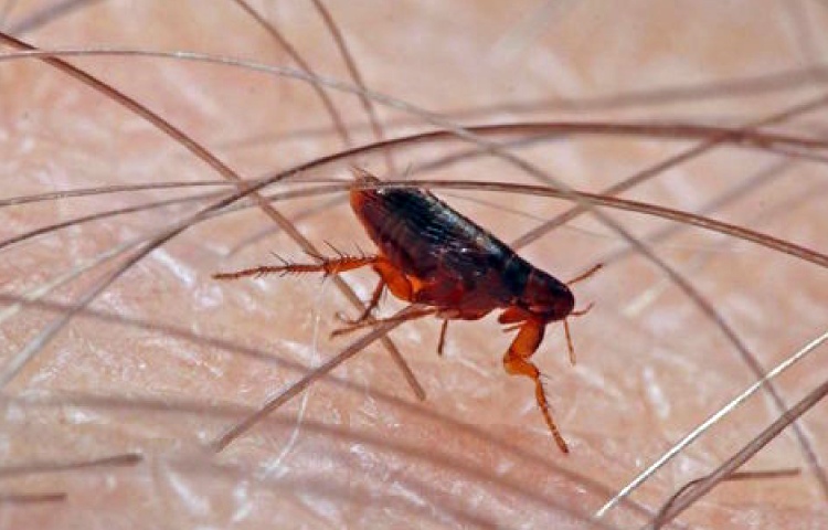 Diferencias entre pulgas y garrapatas