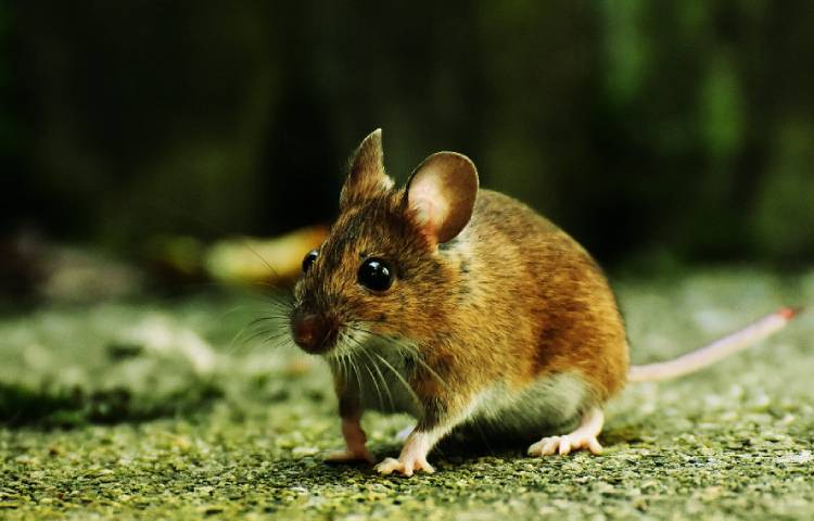 Diferencias entre rata y ratón