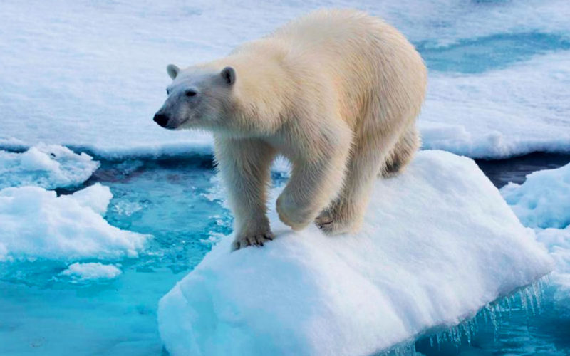 Dónde vive el oso polar