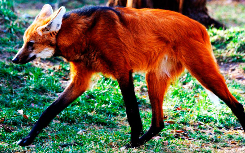 Dónde vive y cuáles son las caracteristicas del lobo de crin