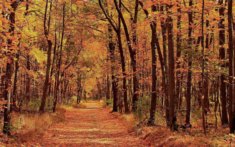 Por qué las hojas cambian de color en otoño