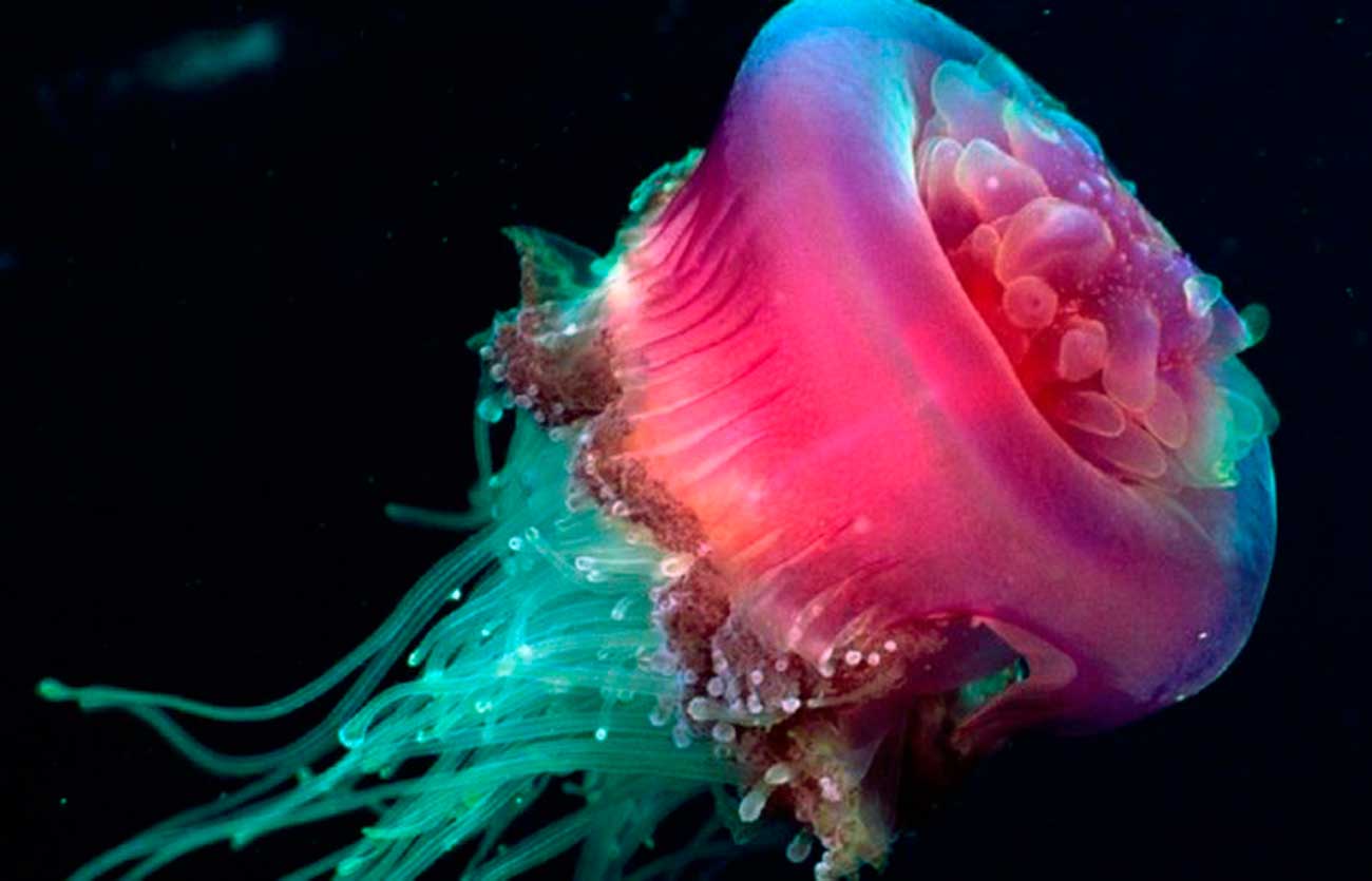 Cuáles son los animales Cnidarios y ejemplos – Sooluciona