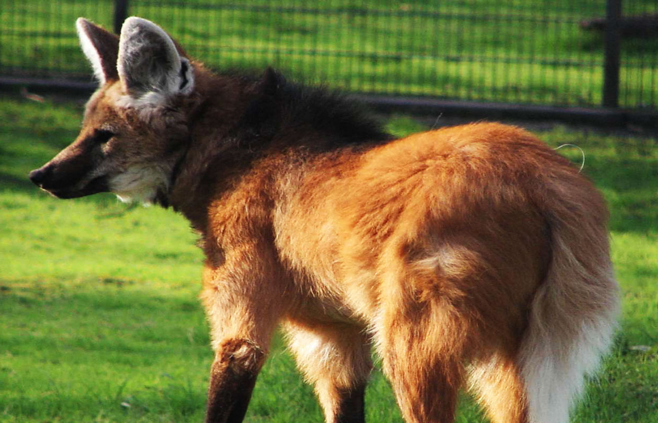 Qué come y cómo se reproduce el lobo crin