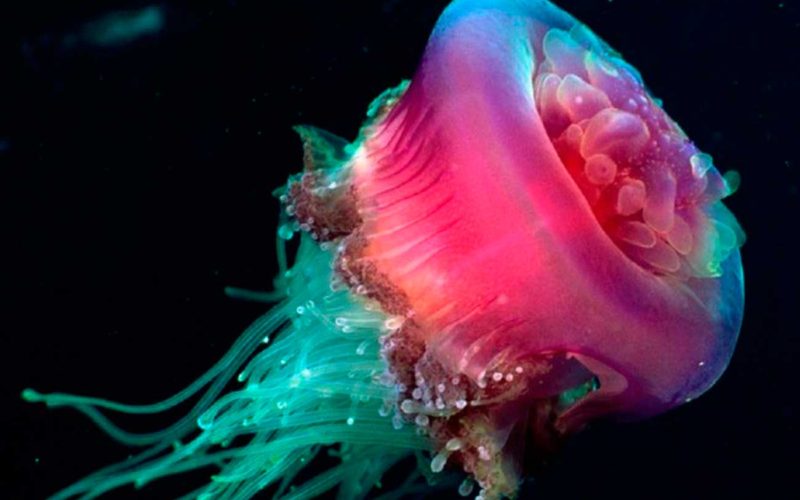 Qué son las medusas