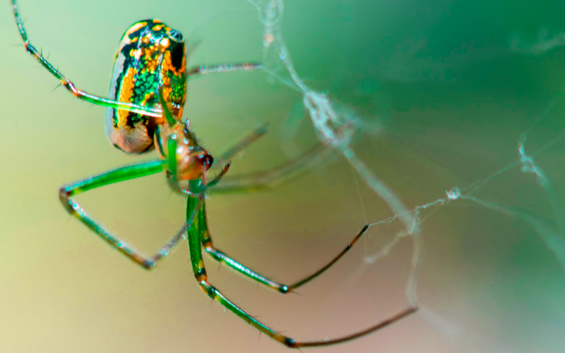 Qué son y qué características tienen los animales invertebrados