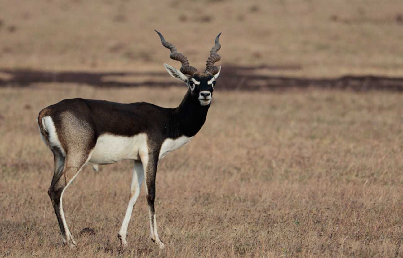 Cuál es el habitat del antilope cervicapra