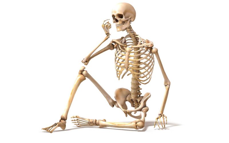 Cómo se divide el esqueleto humano