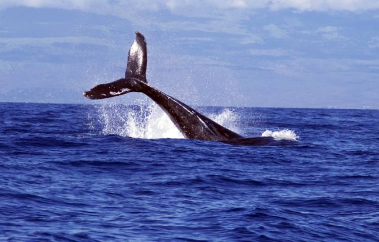 Diferencias entre ballenas y delfines