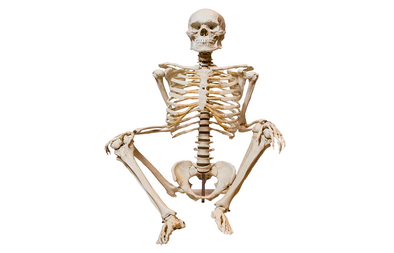 Esqueleto axial y esqueleto apendicular