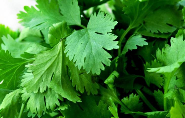 Por qué el cilantro sabe a jabón para algunas personas