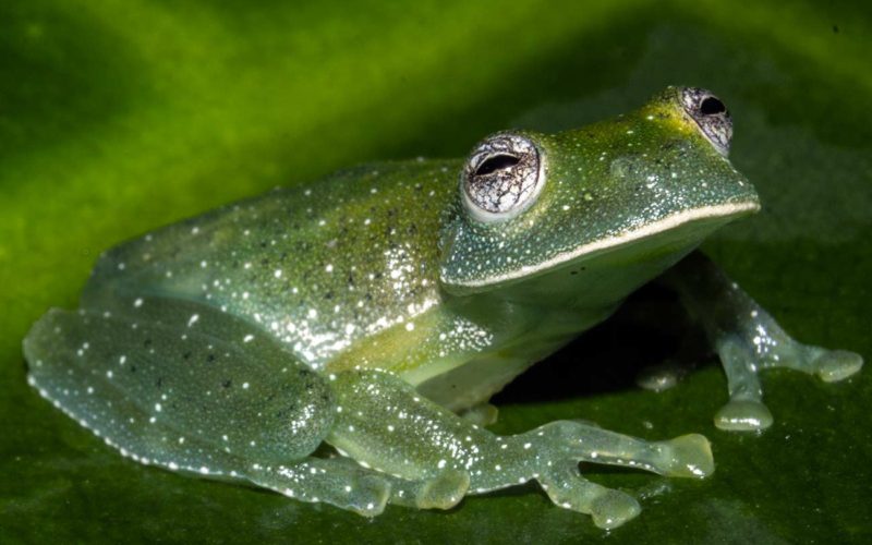 Qué características tienen los animales anfibios