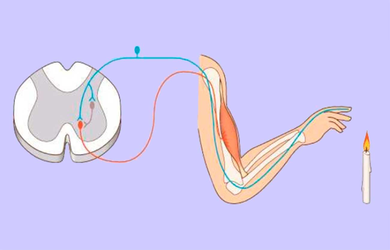 Qué es la respuesta motora refleja