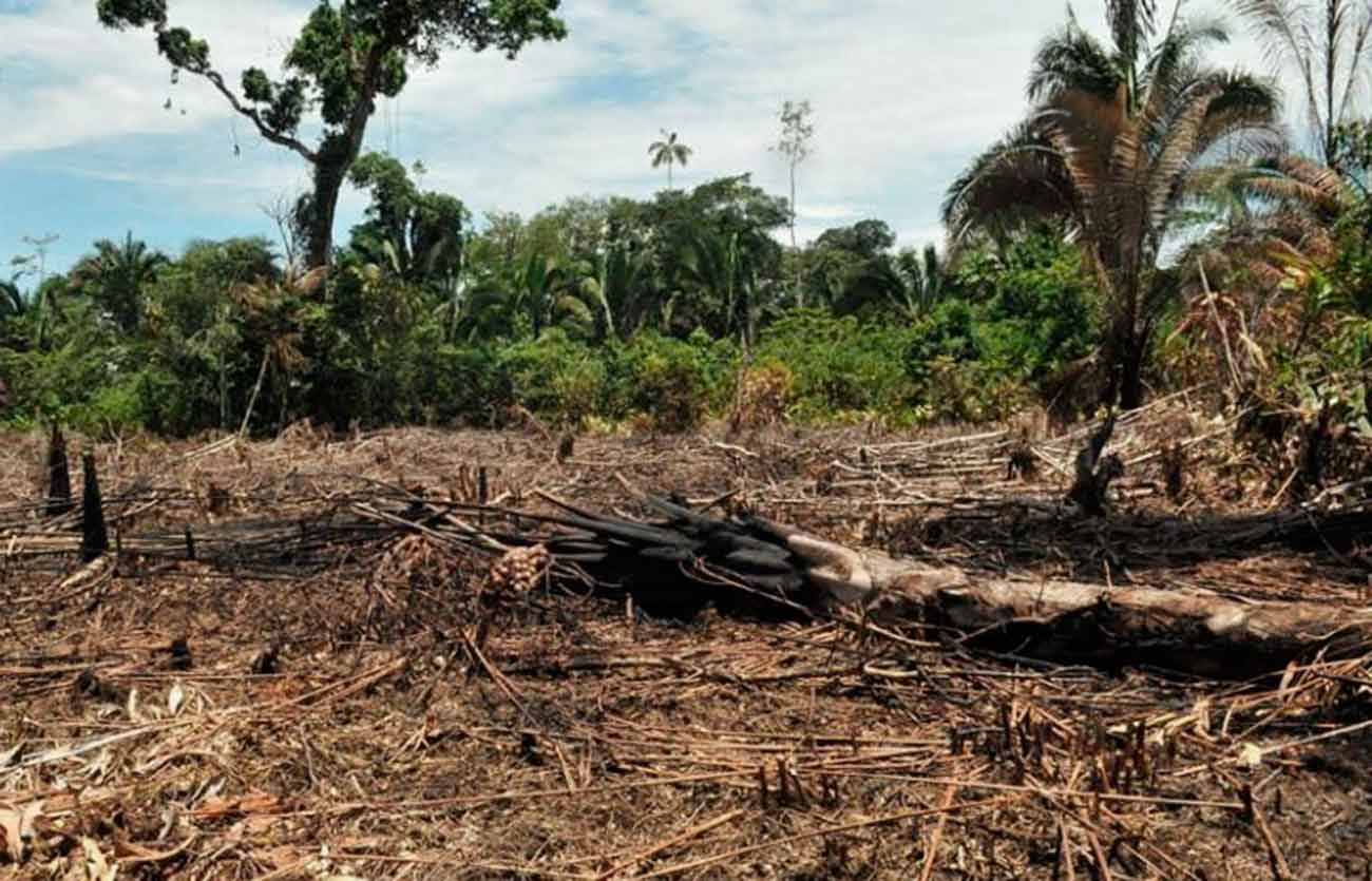 Qué relación hay entre contaminación del suelo y deforestación