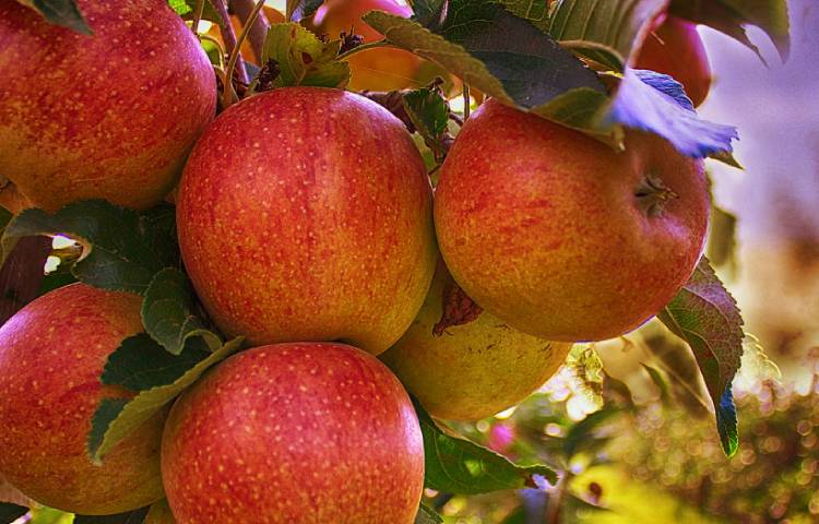 Qué tan peligroso es comer semillas de manzana
