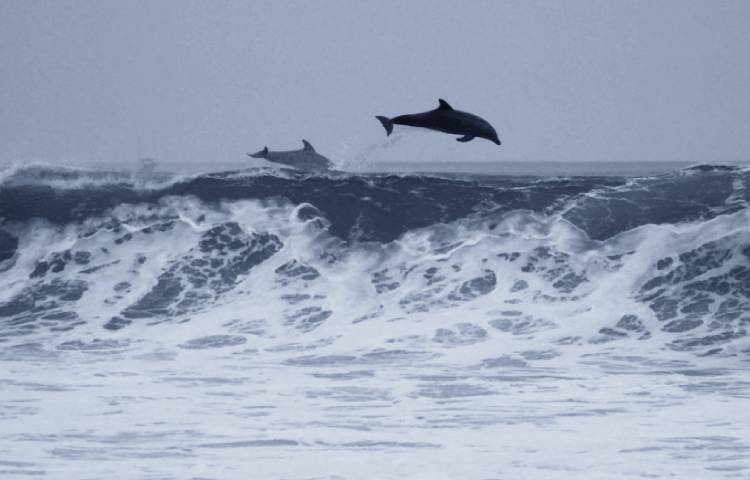 como son los delfines