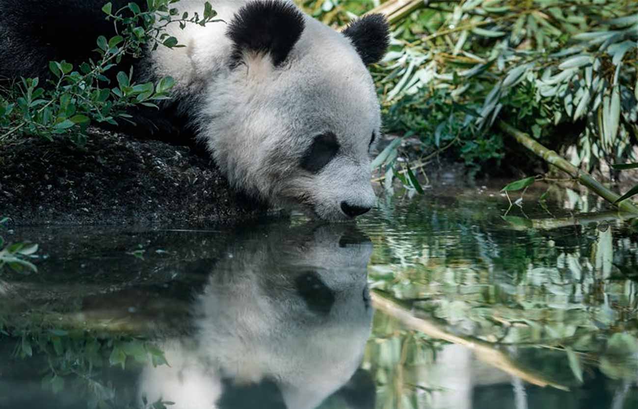 Qué-animales-tiene-el-Zoológico-de-Schönbrunn