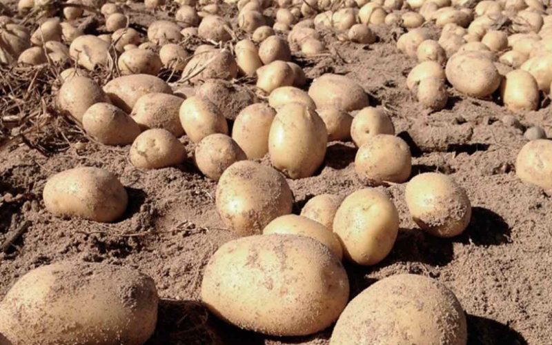 Qué país del mundo cultiva más patatas