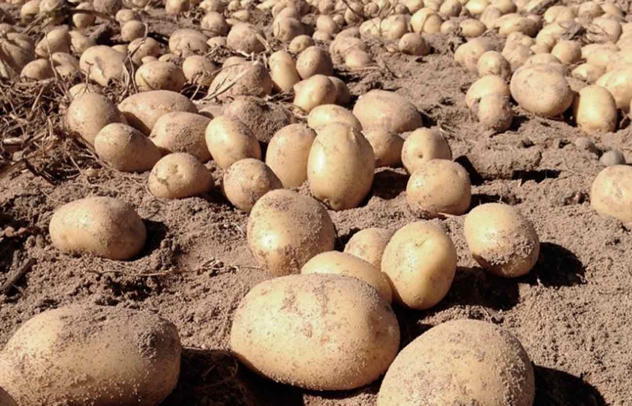 Qué país del mundo cultiva más patatas