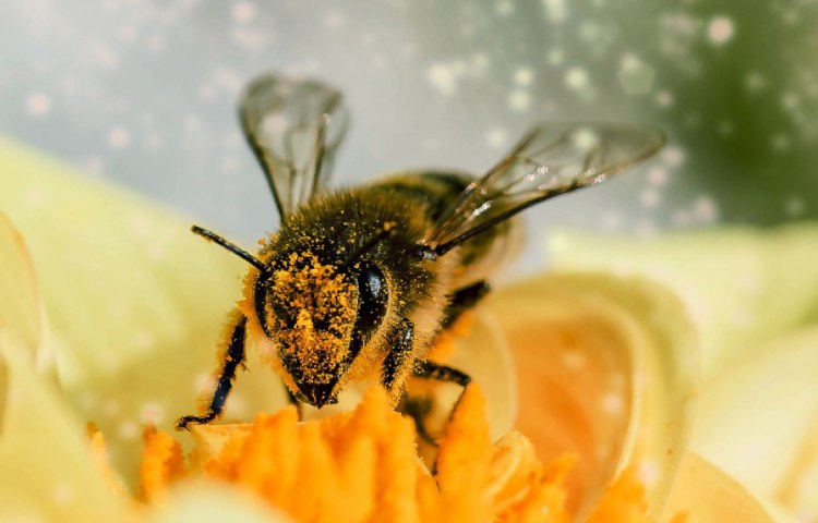 Diferencias entre antera y polen