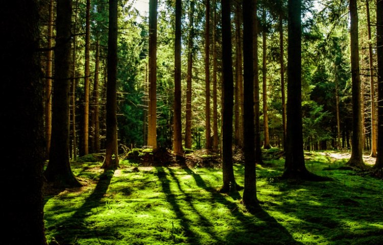 Diferencias entre sucesión ecológica primaria y secundaria