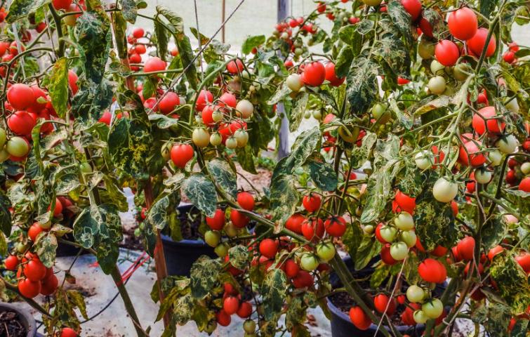 Diferencias entre tomate cherry y tomate uva