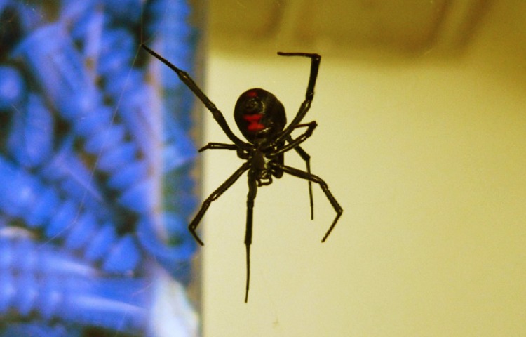 Curiosidades sobre la araña viuda negra