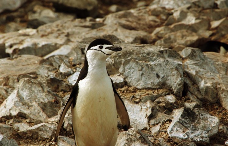 Curiosidades sobre los pingüinos